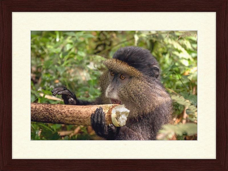 Golden Monkey Eating - Great Pictures Framed