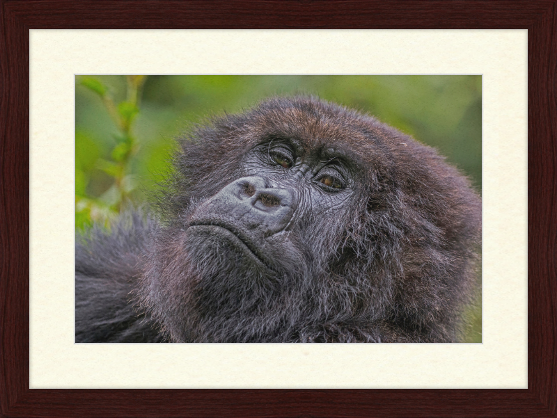 Another Mountain Gorilla in Rwanda - Great Pictures Framed