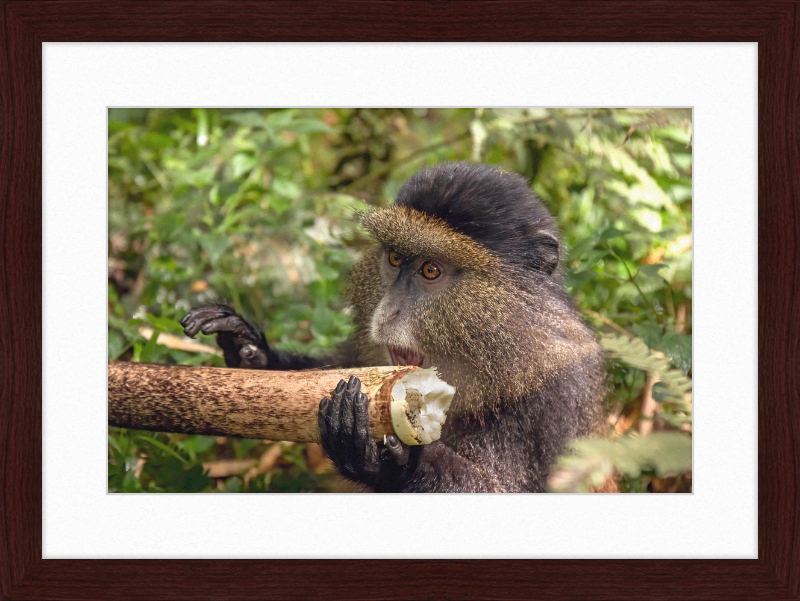Golden Monkey Eating - Great Pictures Framed