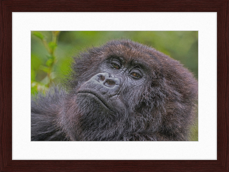 Another Mountain Gorilla in Rwanda - Great Pictures Framed
