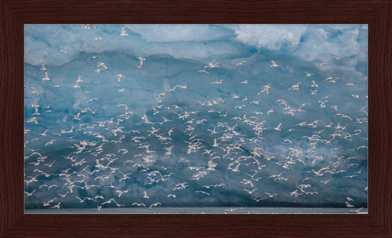 Kittywakes (Rissa Tridactyla) Hunting Fish at a Glacier on Svalbard - Great Pictures Framed