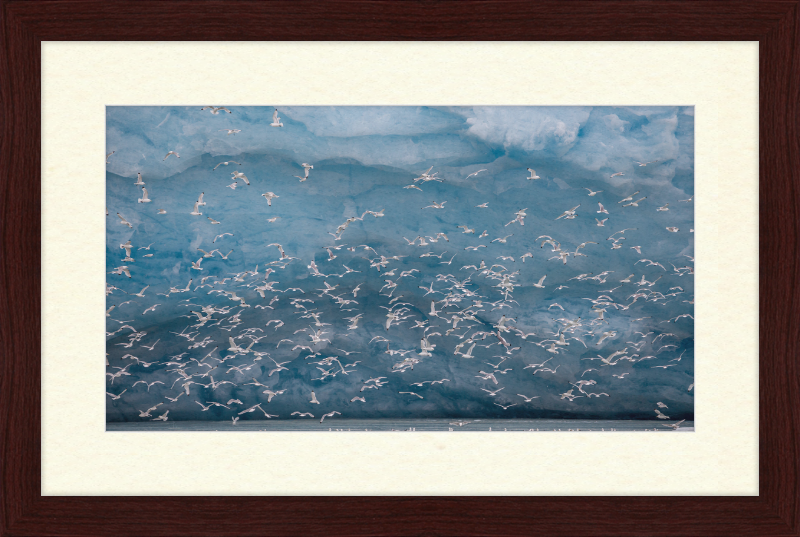 Kittywakes (Rissa Tridactyla) Hunting Fish at a Glacier on Svalbard - Great Pictures Framed