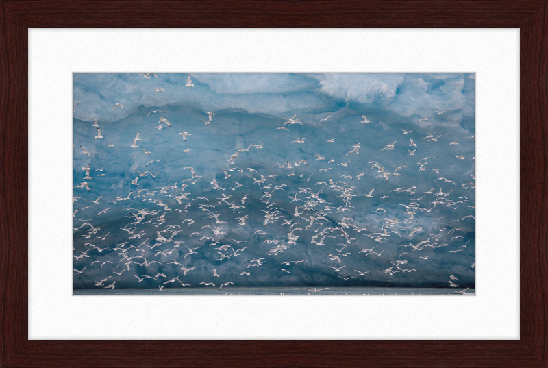Kittywakes (Rissa Tridactyla) Hunting Fish at a Glacier on Svalbard - Great Pictures Framed