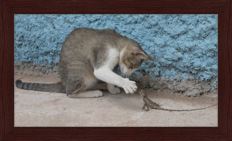 The Cat and the Lizard - Great Pictures Framed