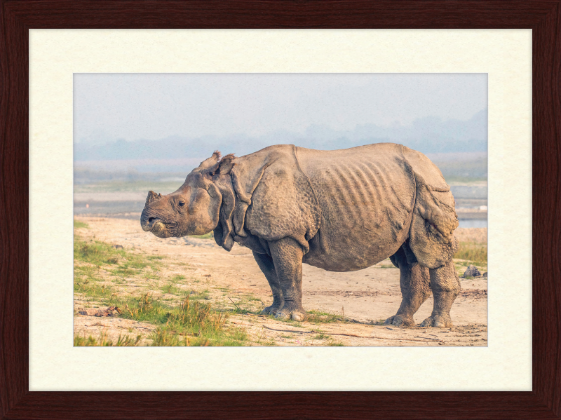 Indian Rhinoceros - Great Pictures Framed
