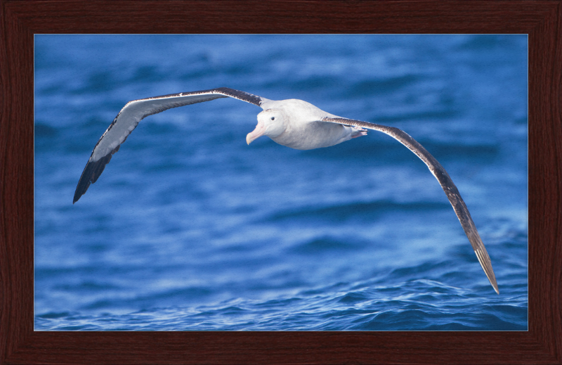 Diomedea Exulans in flight - SE Tasmania - Great Pictures Framed