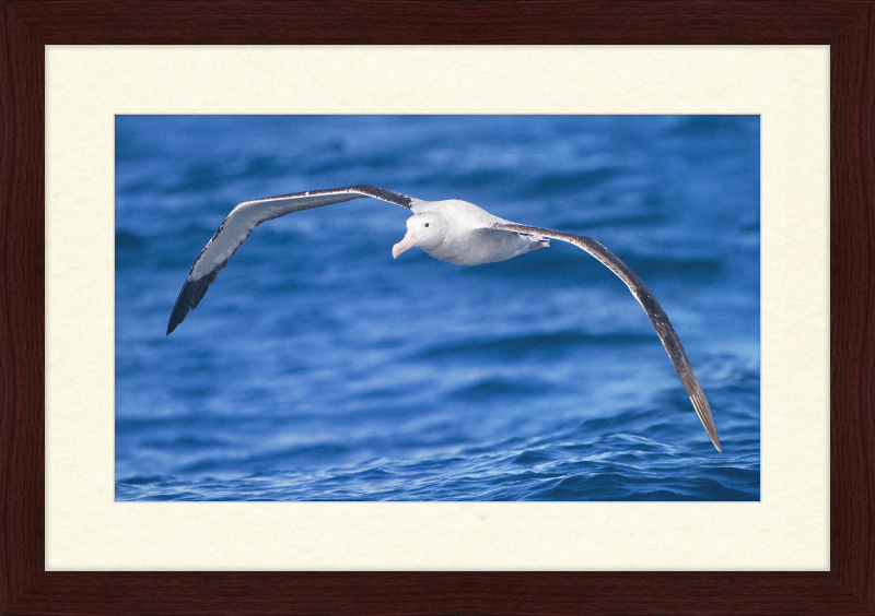 Diomedea Exulans in flight - SE Tasmania - Great Pictures Framed