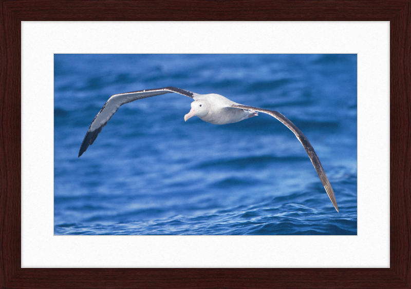 Diomedea Exulans in flight - SE Tasmania - Great Pictures Framed