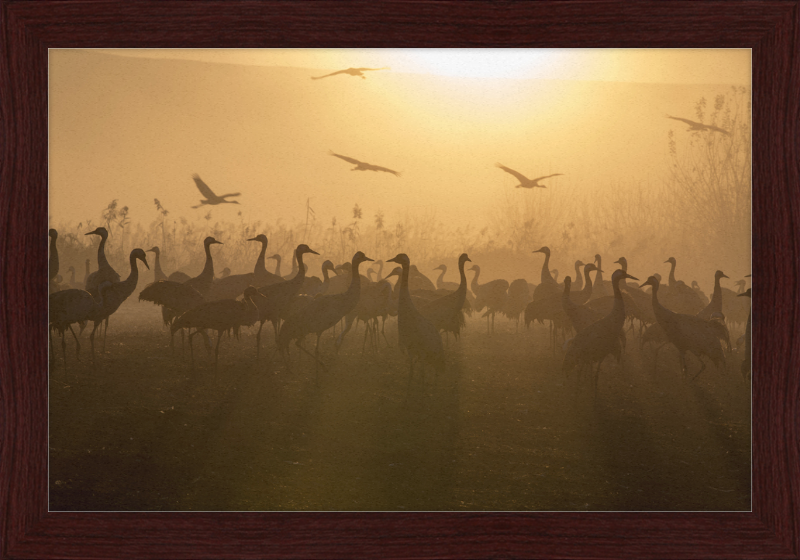 Cranes at Agamon HaHula - Great Pictures Framed