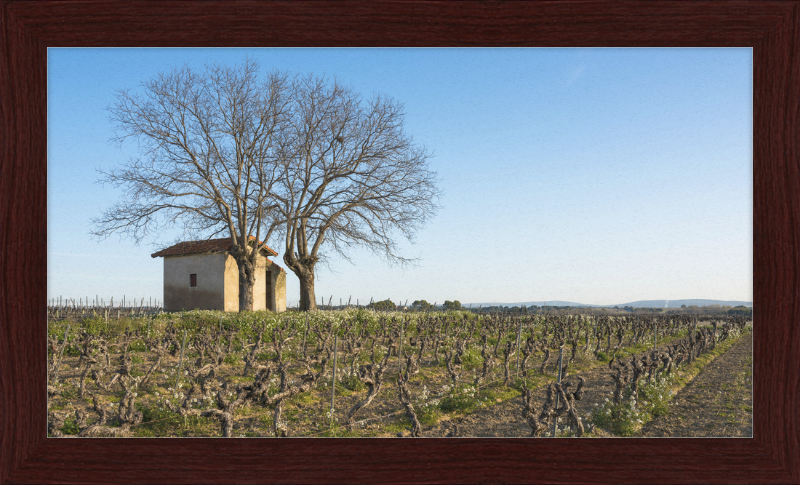Mazet in Vineyards, Mèze - Great Pictures Framed
