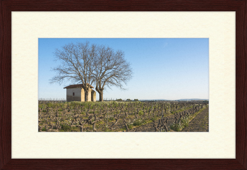 Mazet in Vineyards, Mèze - Great Pictures Framed
