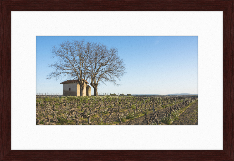 Mazet in Vineyards, Mèze - Great Pictures Framed