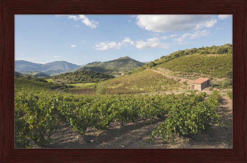 Hills and Vineyards near Roquebrun - Great Pictures Framed