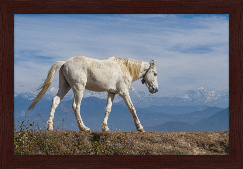 Domestic Horse at Suryachaur with the mountains in the Back - Great Pictures Framed