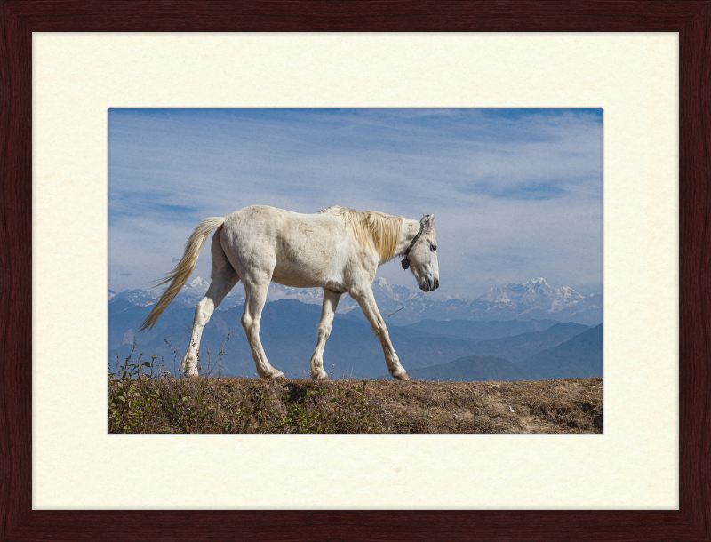 Domestic Horse at Suryachaur with the mountains in the Back - Great Pictures Framed