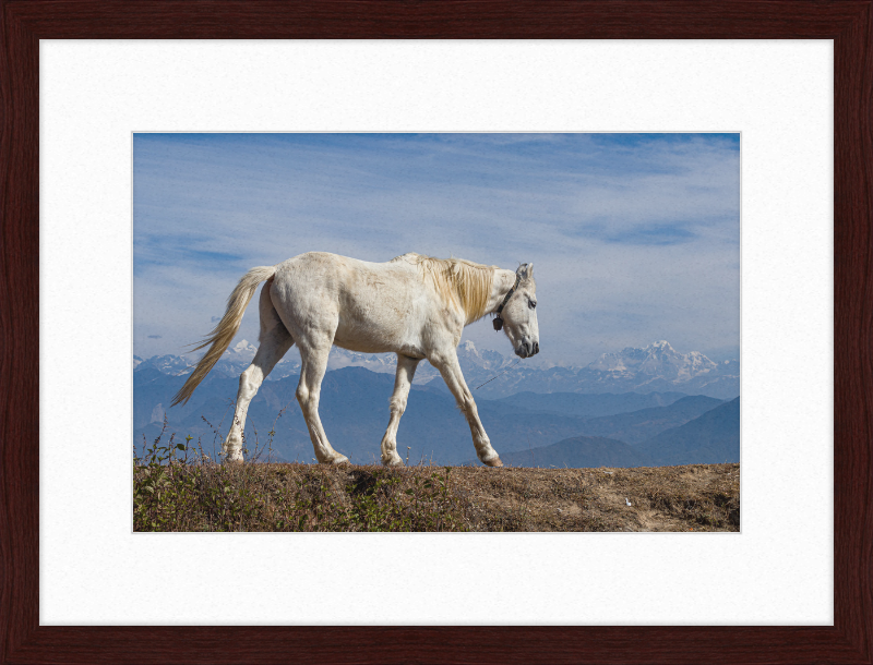 Domestic Horse at Suryachaur with the mountains in the Back - Great Pictures Framed