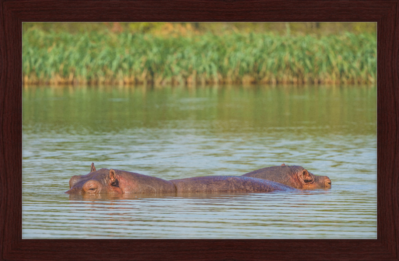 Hippos – Lake Tana near Bahir Dar, Ethiopia - Great Pictures Framed