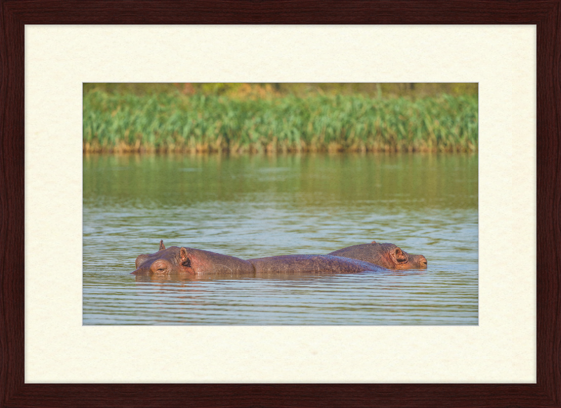 Hippos – Lake Tana near Bahir Dar, Ethiopia - Great Pictures Framed