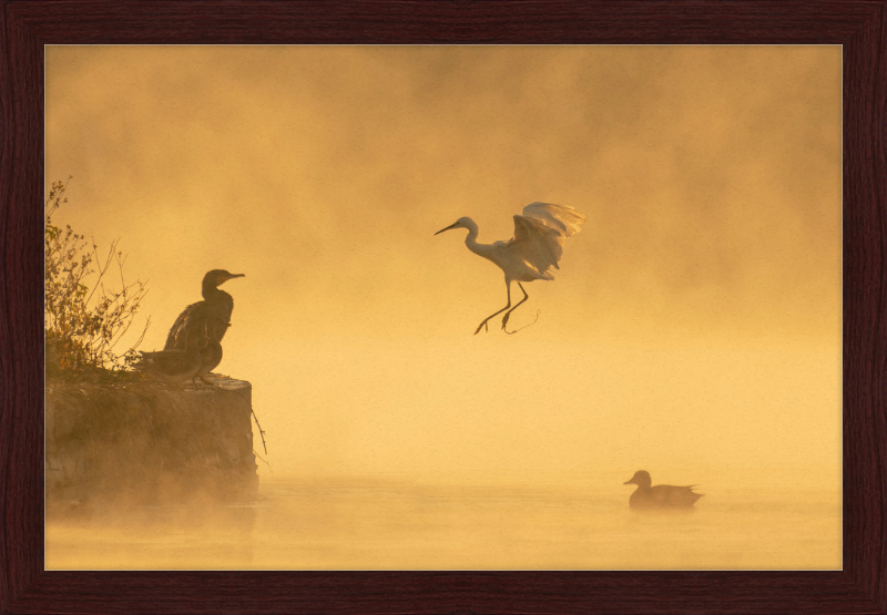 A Cormorant, an Egret, and a Duck at Taudha Lake, Nepal - Great Pictures Framed