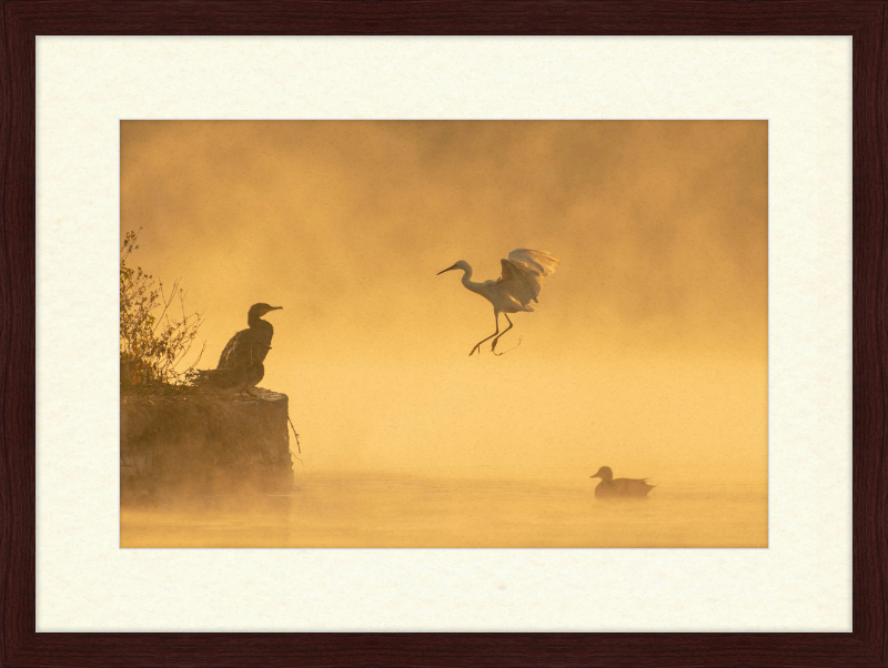 A Cormorant, an Egret, and a Duck at Taudha Lake, Nepal - Great Pictures Framed