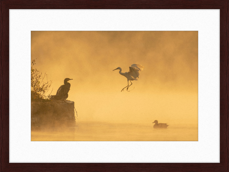 A Cormorant, an Egret, and a Duck at Taudha Lake, Nepal - Great Pictures Framed