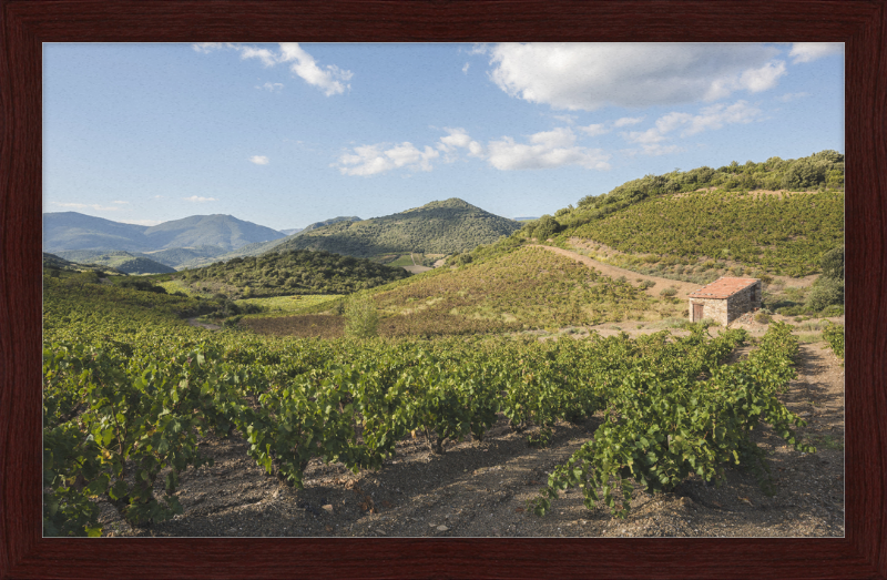 Hills and Vineyards near Roquebrun - Great Pictures Framed