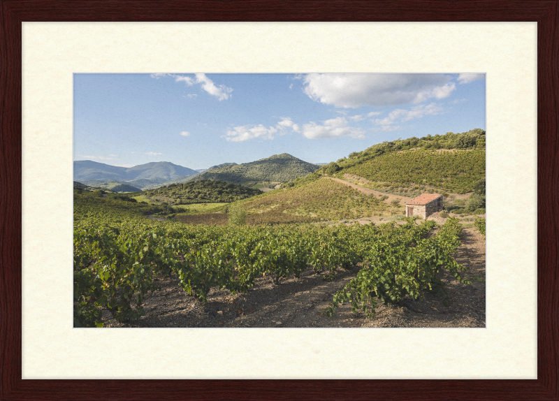 Hills and Vineyards near Roquebrun - Great Pictures Framed