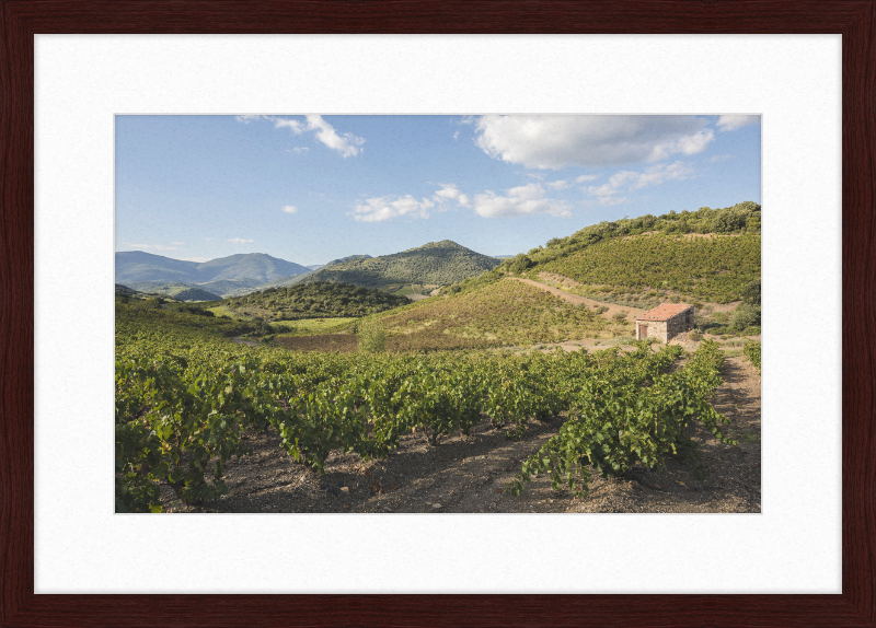 Hills and Vineyards near Roquebrun - Great Pictures Framed