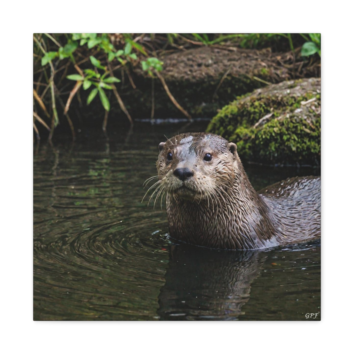 River Otter (073) - Great Pictures Framed