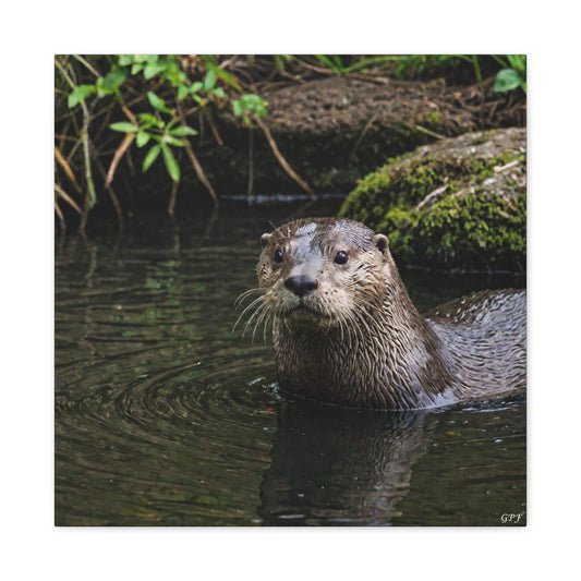 River Otter (073) - Great Pictures Framed
