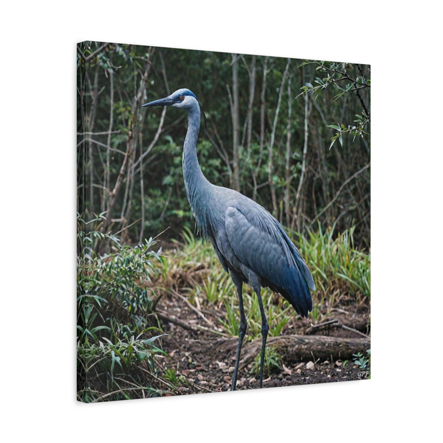 Blue Crane (0010) - Great Pictures Framed