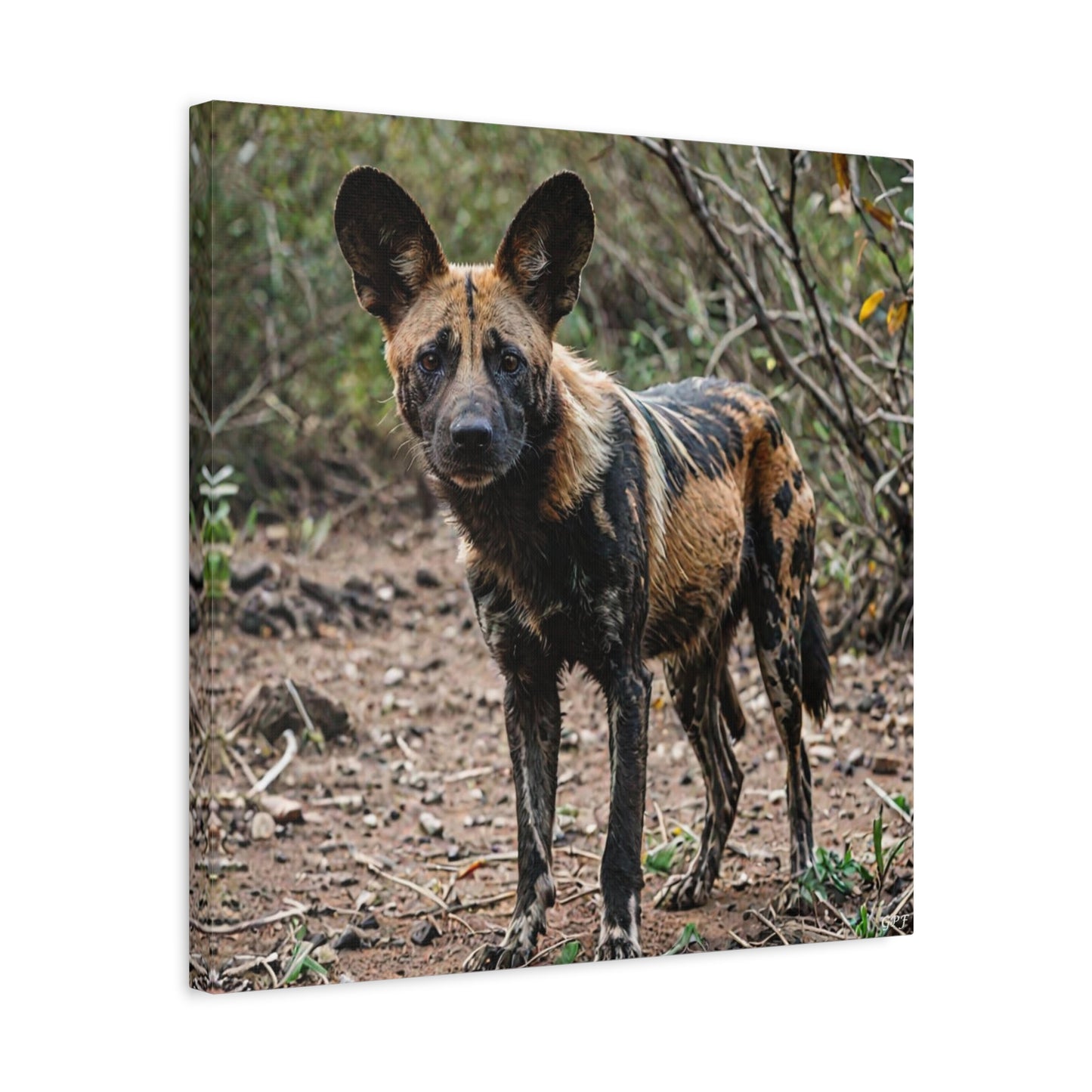 African wild dog (029) - Great Pictures Framed