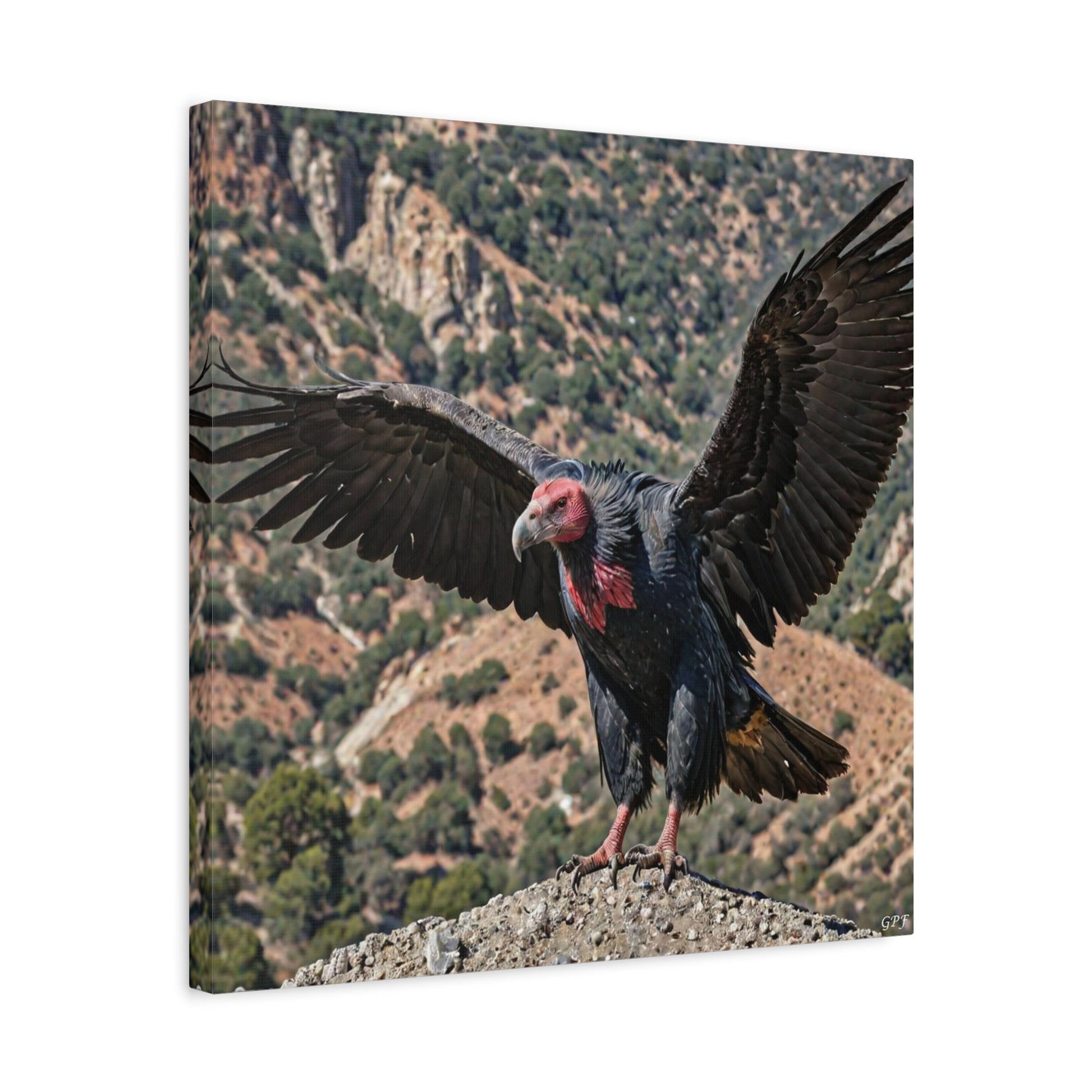 California Condor (0173) - Great Pictures Framed