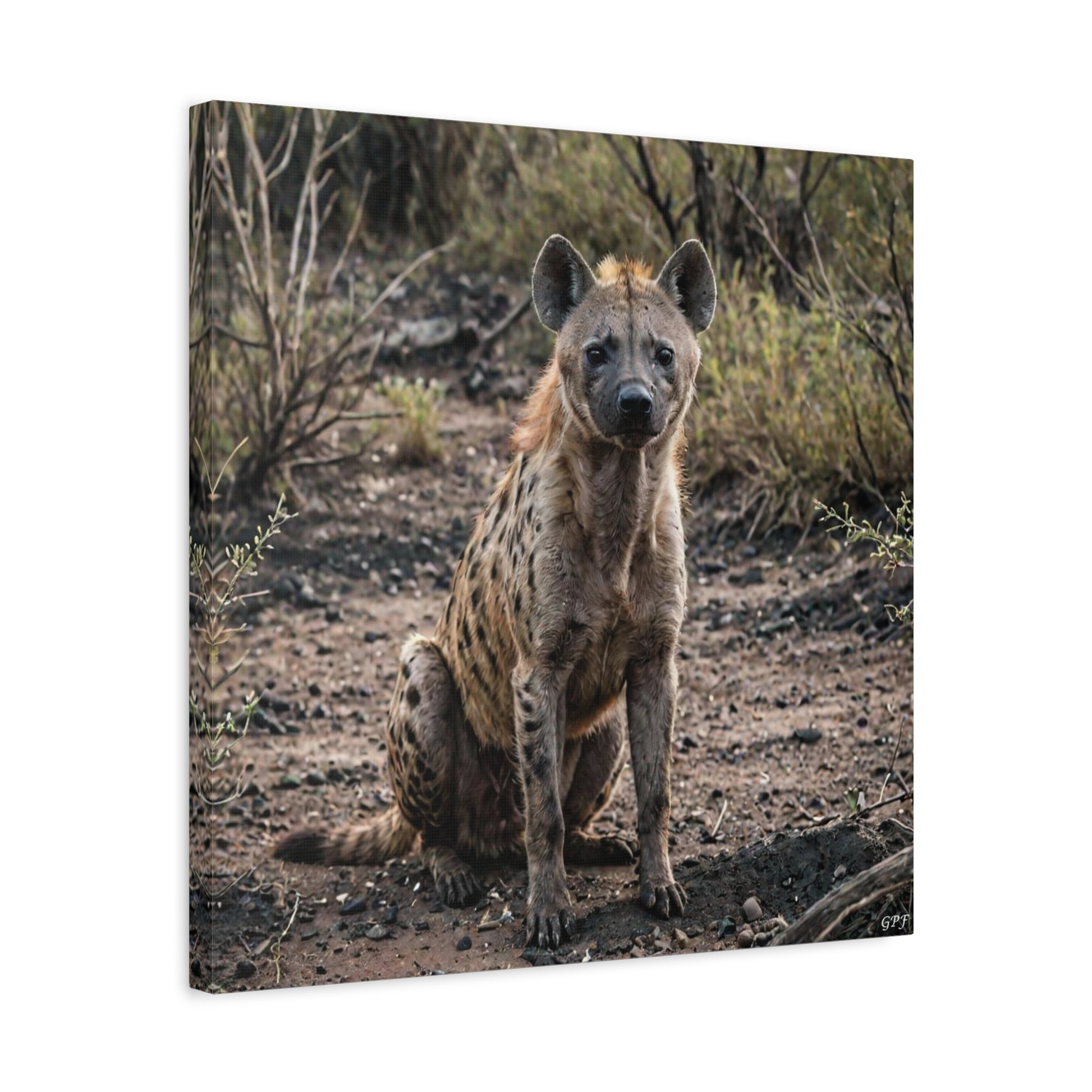 Hyena (028) - Great Pictures Framed