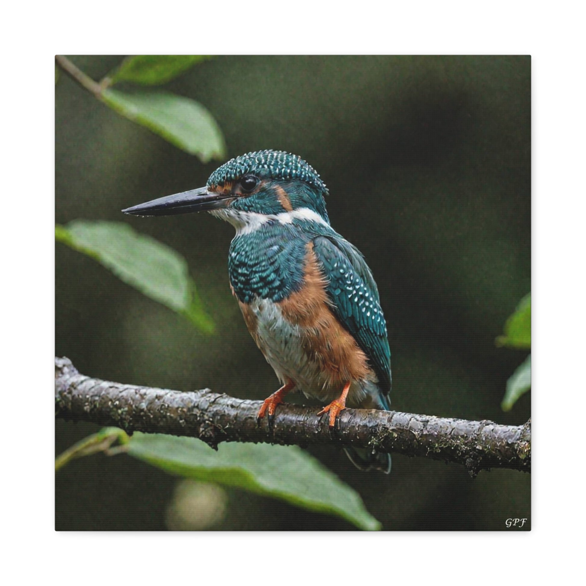 Amazon Kingfisher (0202) - Great Pictures Framed
