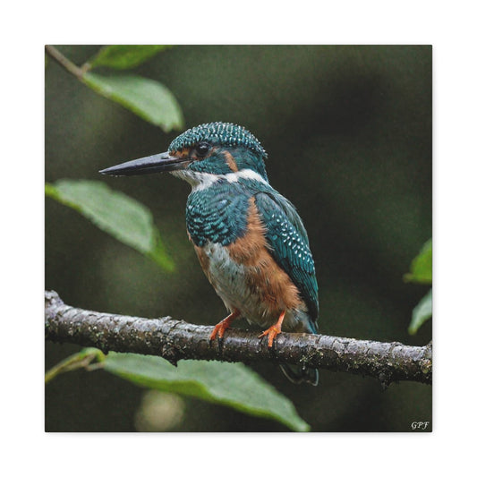 Amazon Kingfisher (0202) - Great Pictures Framed