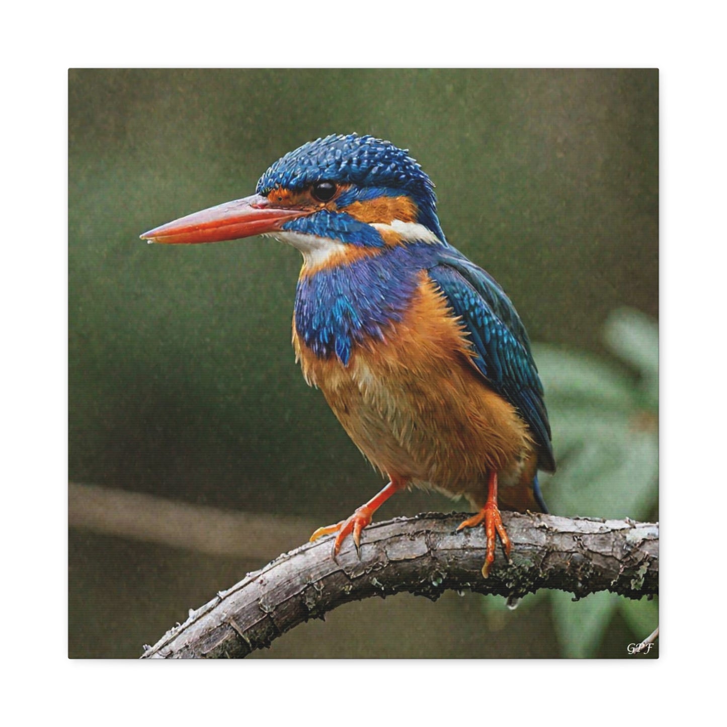 Malachite Kingfisher (0021) - Great Pictures Framed