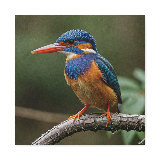 Malachite Kingfisher (0021) - Great Pictures Framed