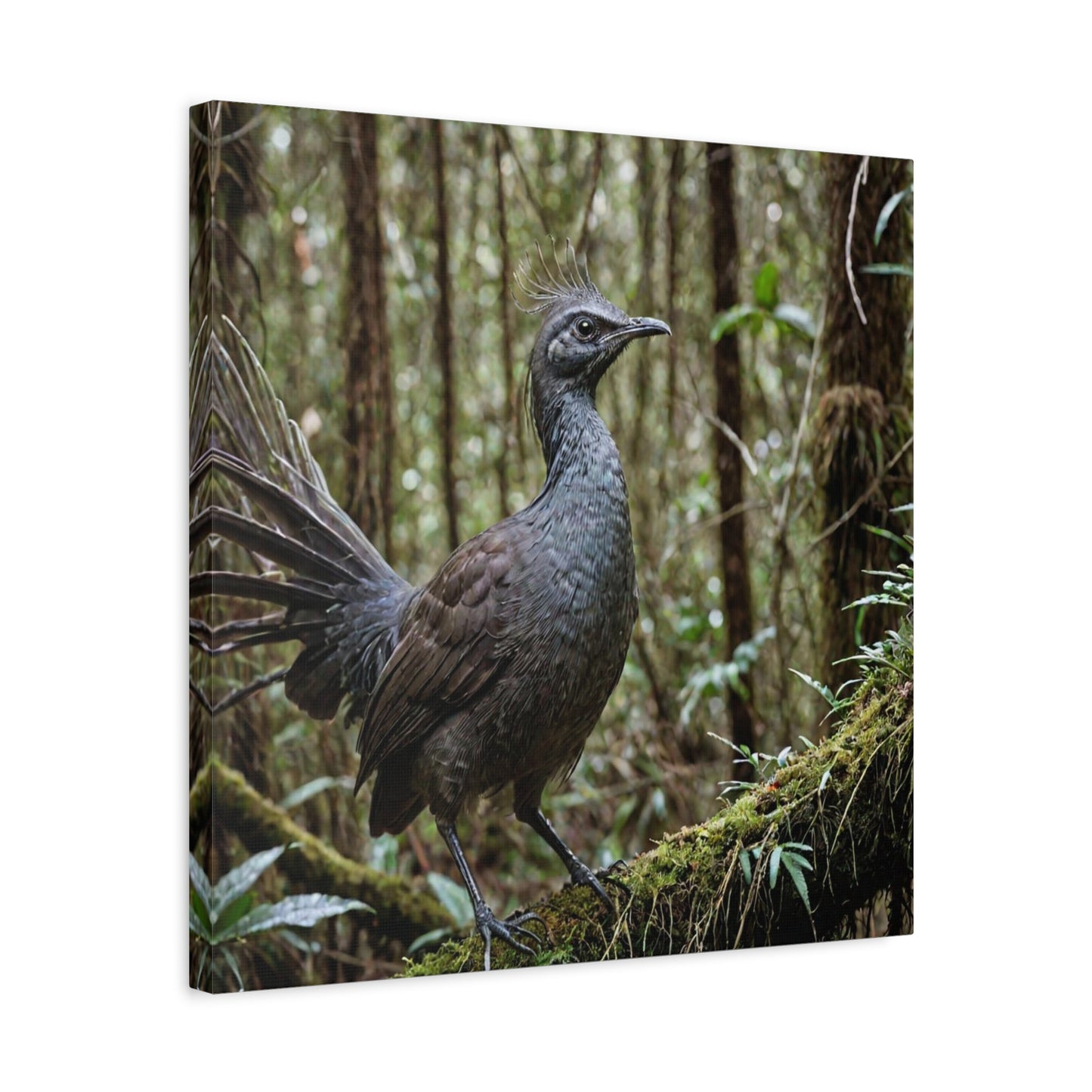 Lyrebird (24) - Great Pictures Framed