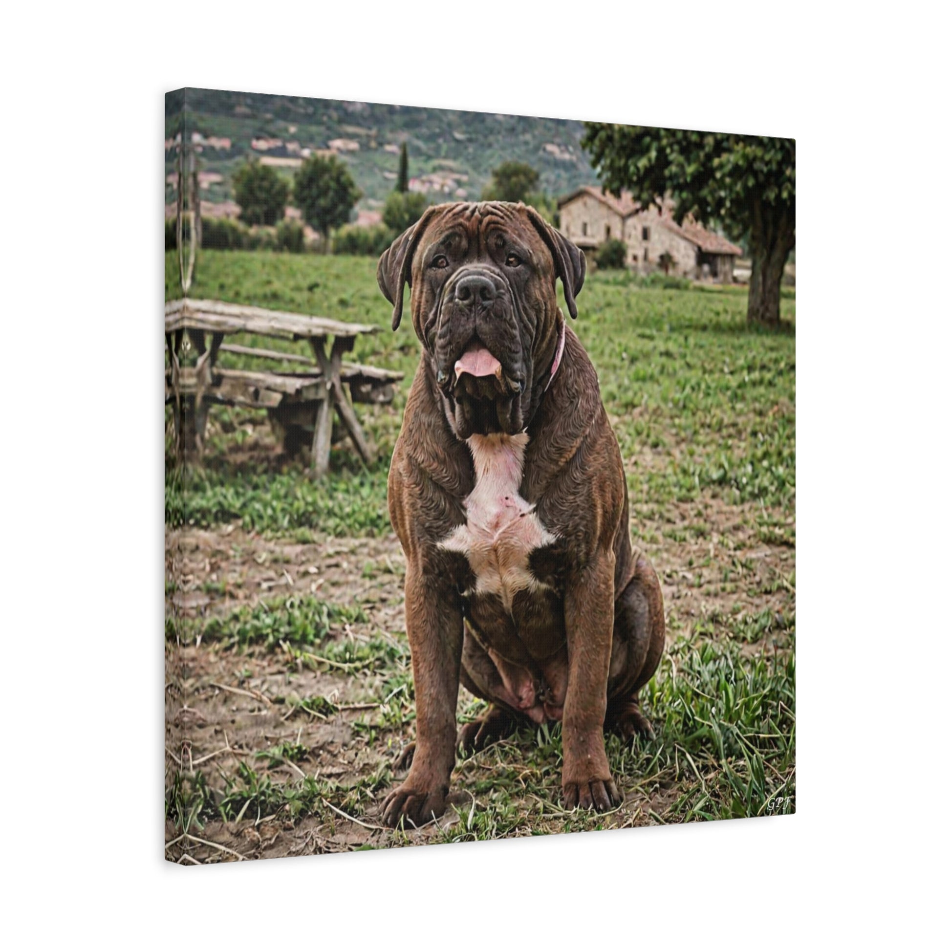 Neapolitan Mastif (073) - Great Pictures Framed