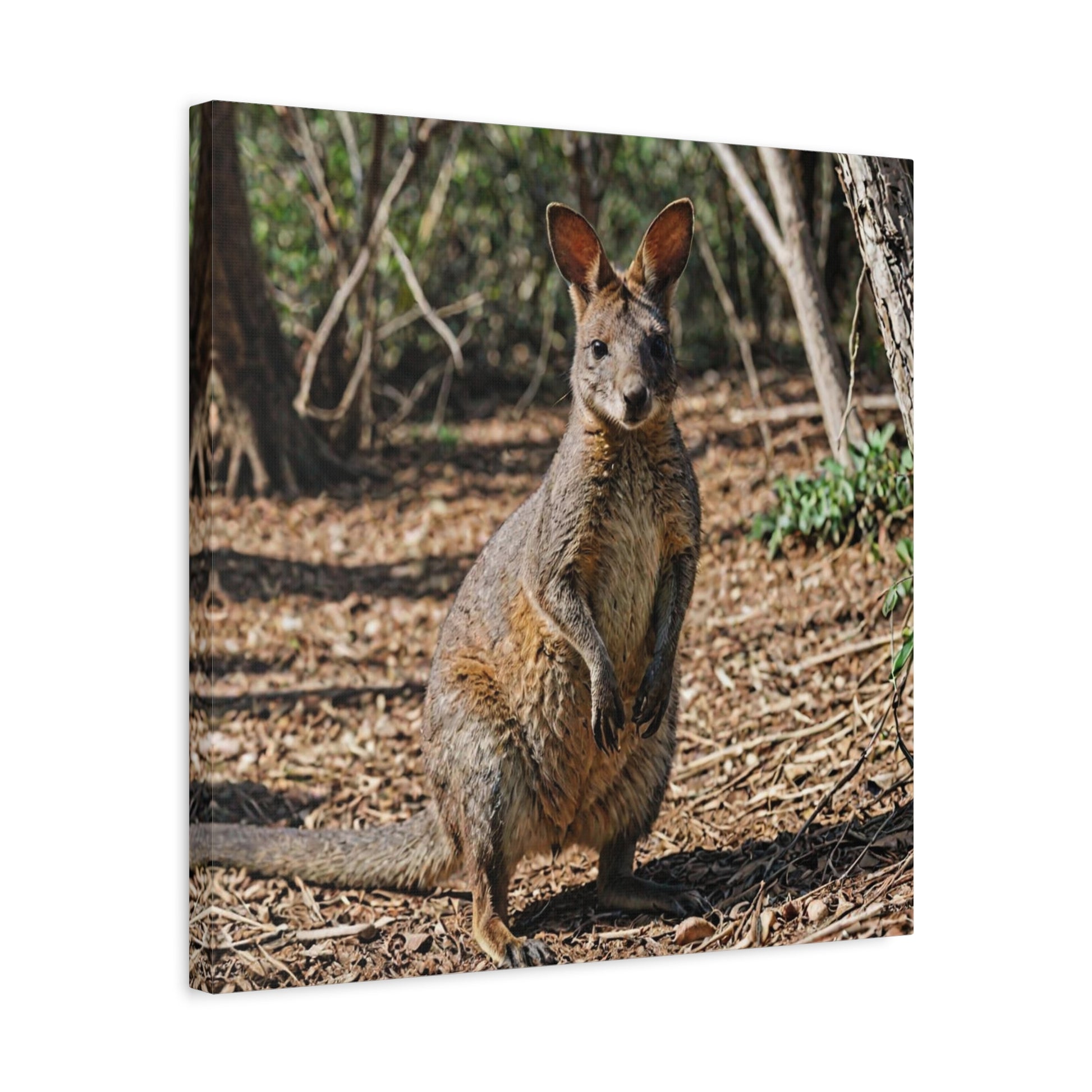 Wallaby (38) - Great Pictures Framed