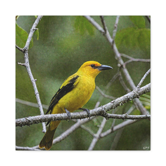 Black-naped Oriole (0048) - Great Pictures Framed