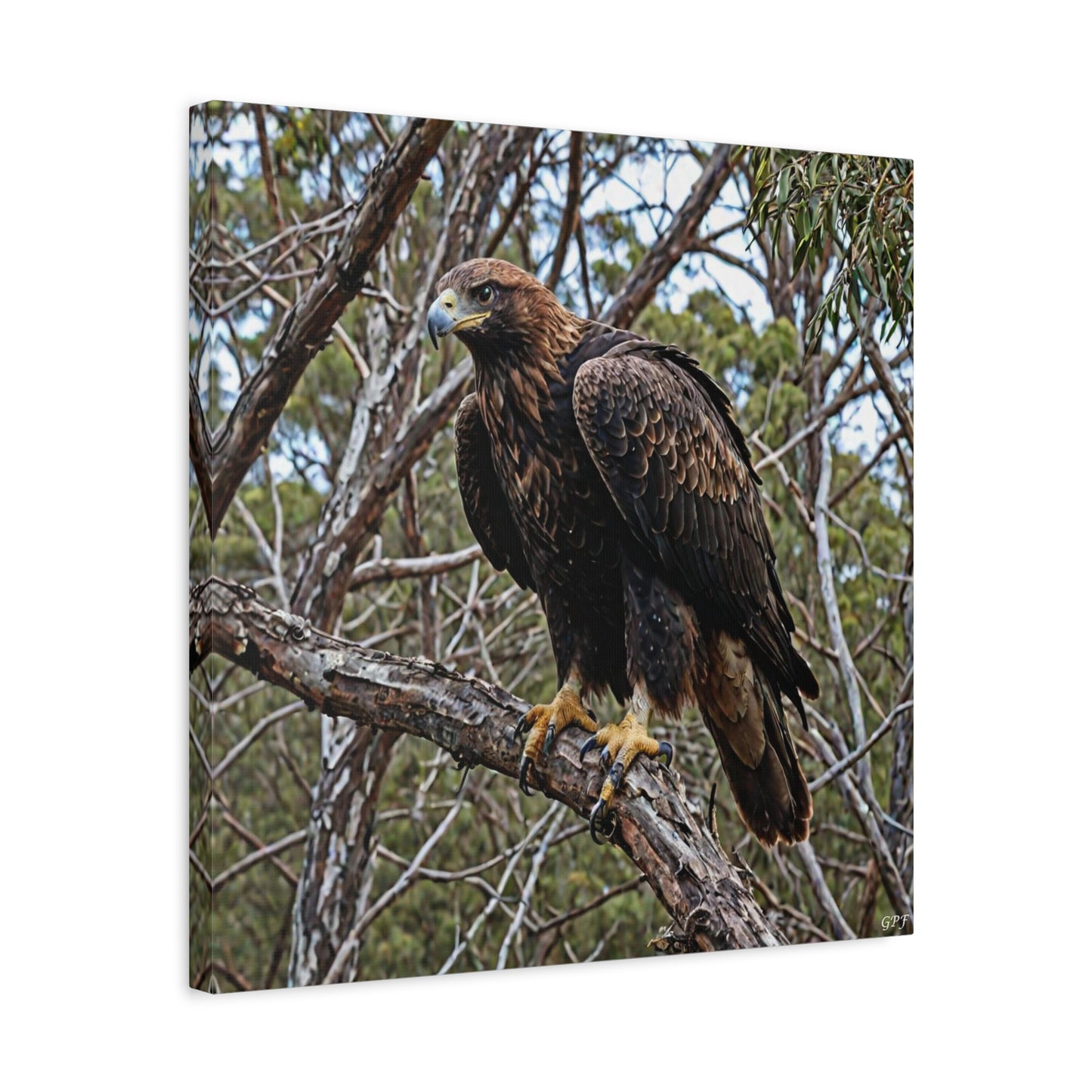 Wedge-tailed Eagle (0119) - Great Pictures Framed