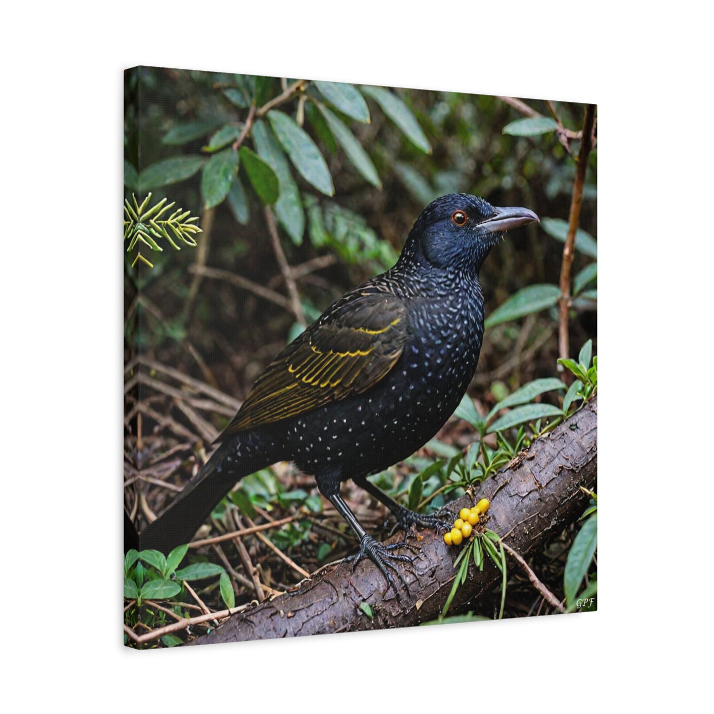 Regent Bowerbird (0111) - Great Pictures Framed