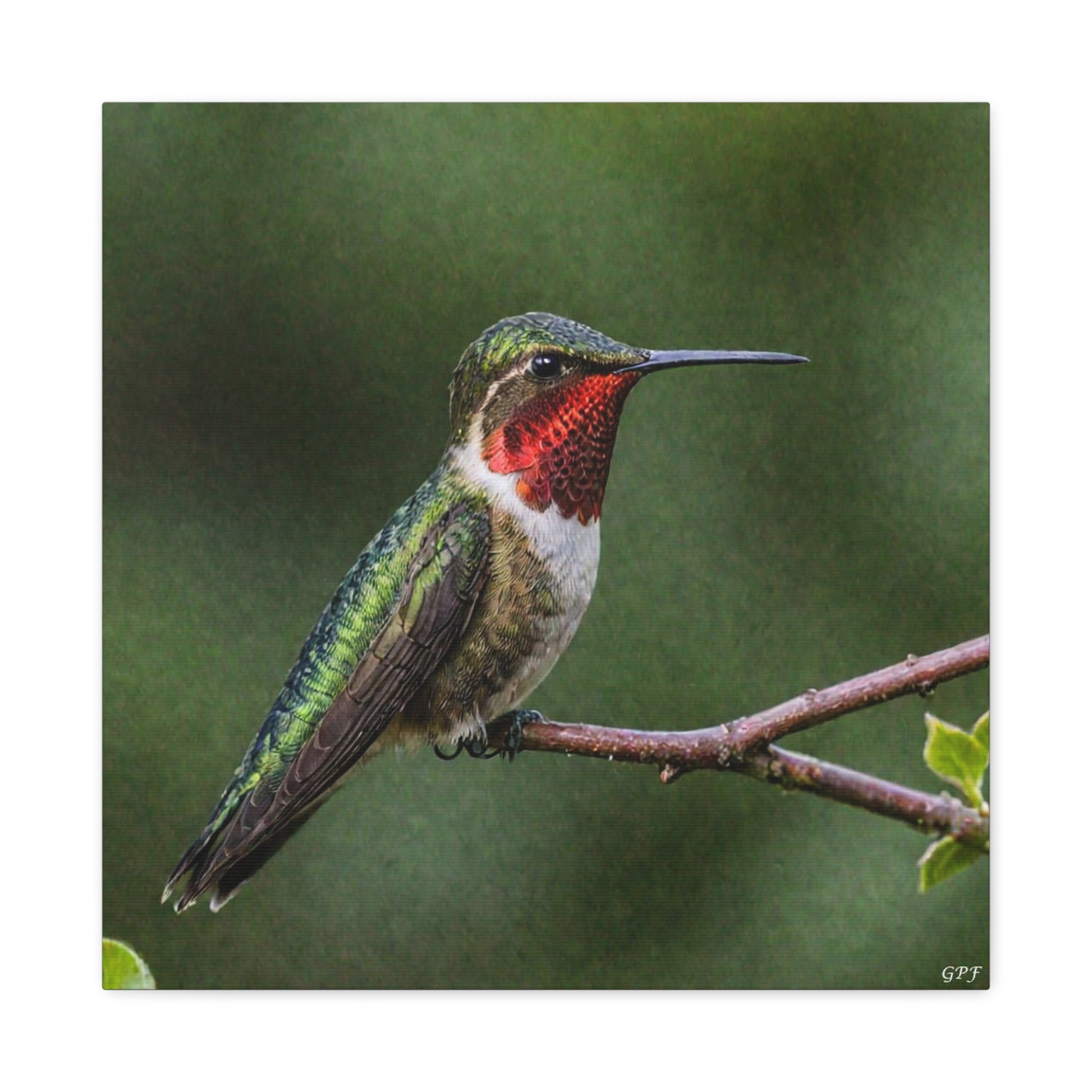 Ruby-throated Hummingbird (0190) - Great Pictures Framed