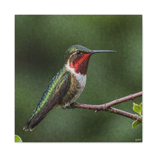 Ruby-throated Hummingbird (0190) - Great Pictures Framed