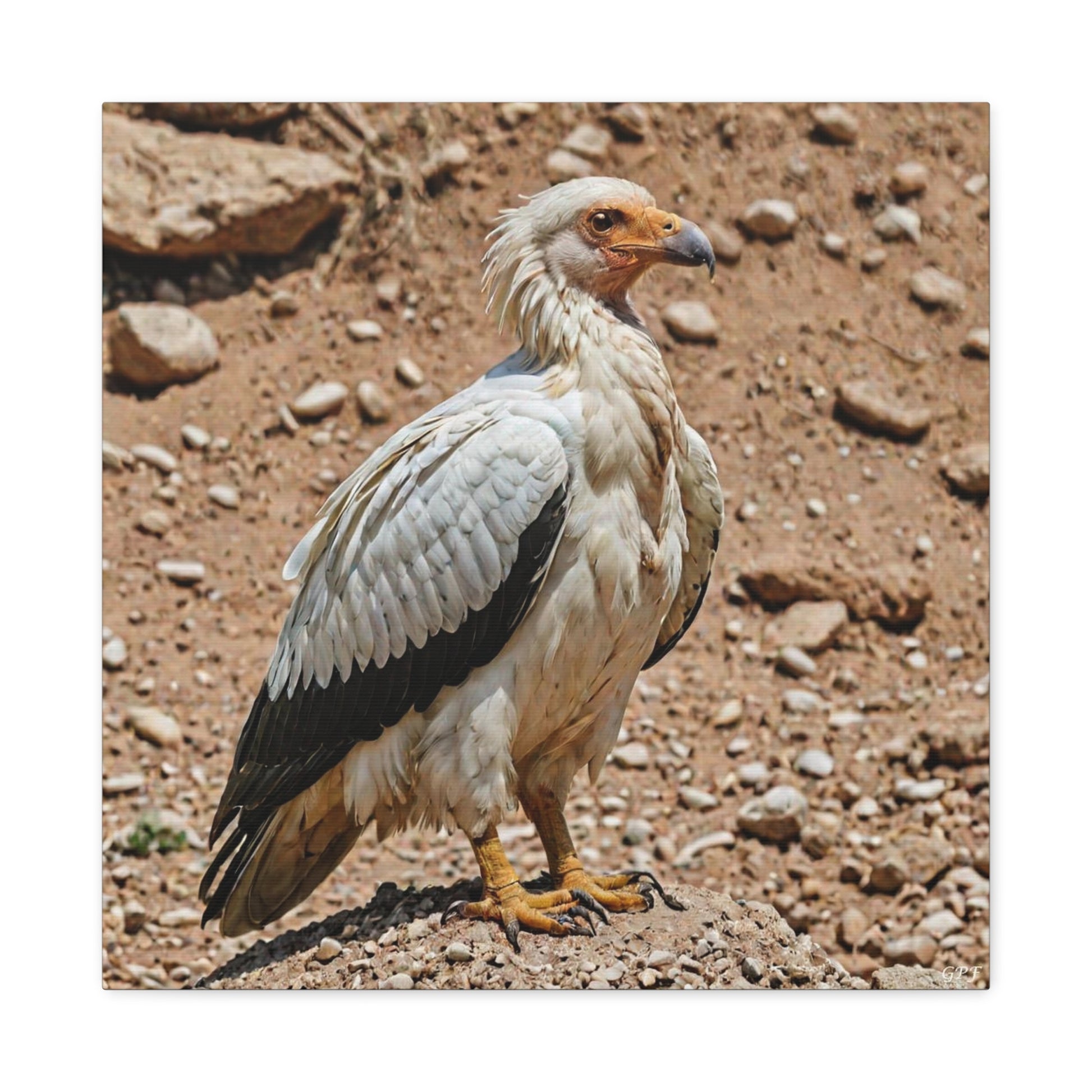 Egyptian Vulture (0012) - Great Pictures Framed