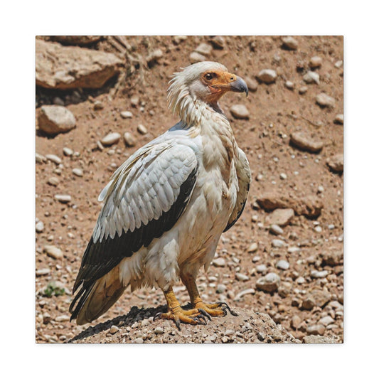 Egyptian Vulture (0012) - Great Pictures Framed