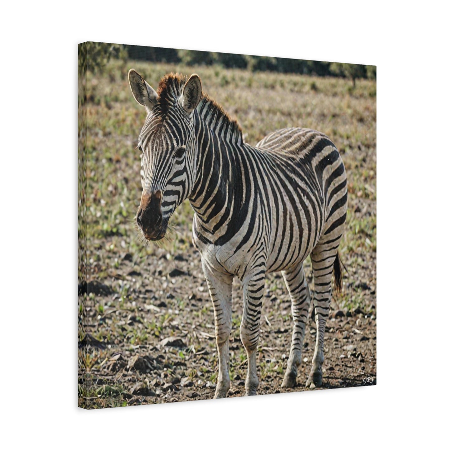 Zebra (013) - Great Pictures Framed