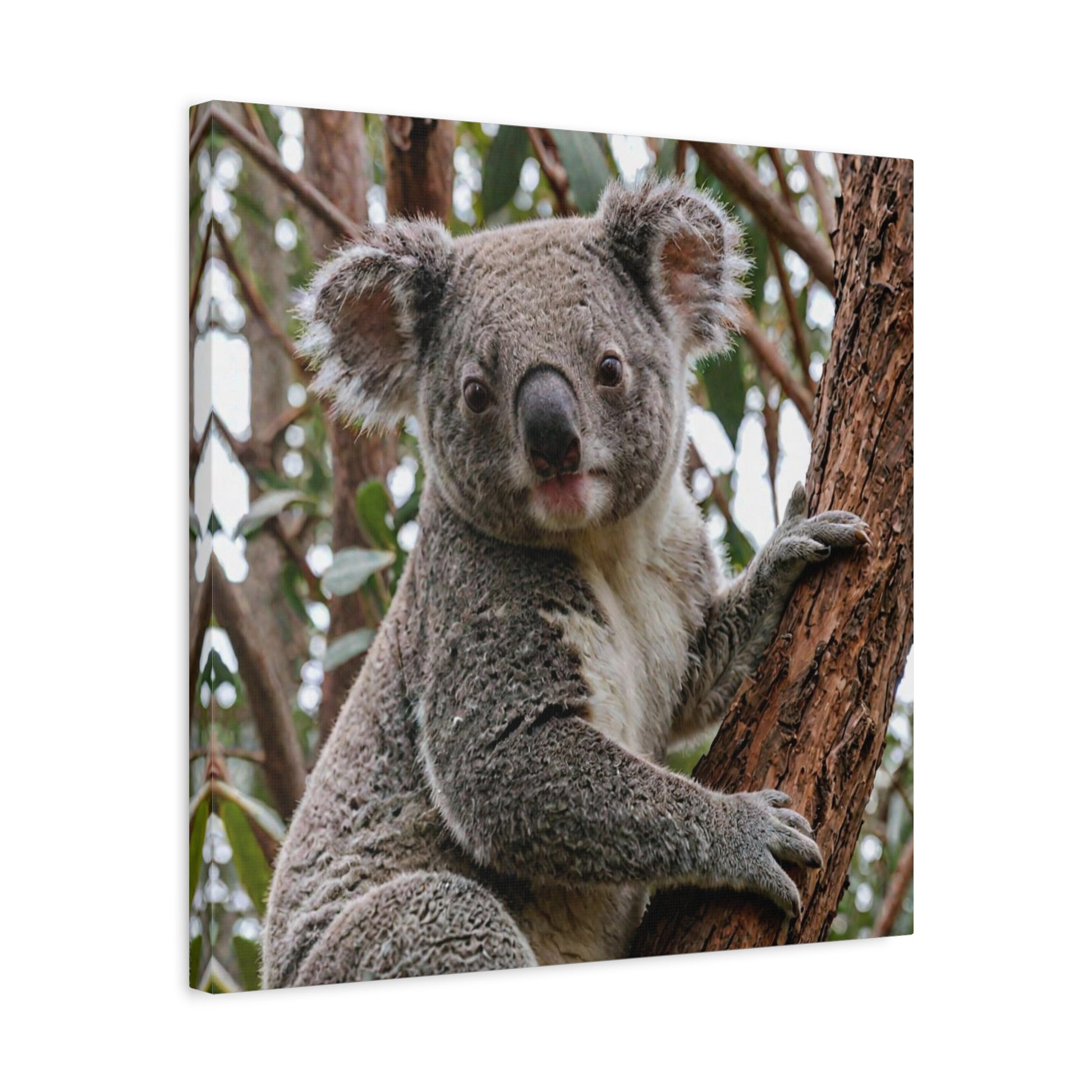 Koala (19) - Great Pictures Framed